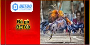 Đá Gà Bet88 – Sảnh Cá Cược Đá Gà Trực Tiếp 24/7
